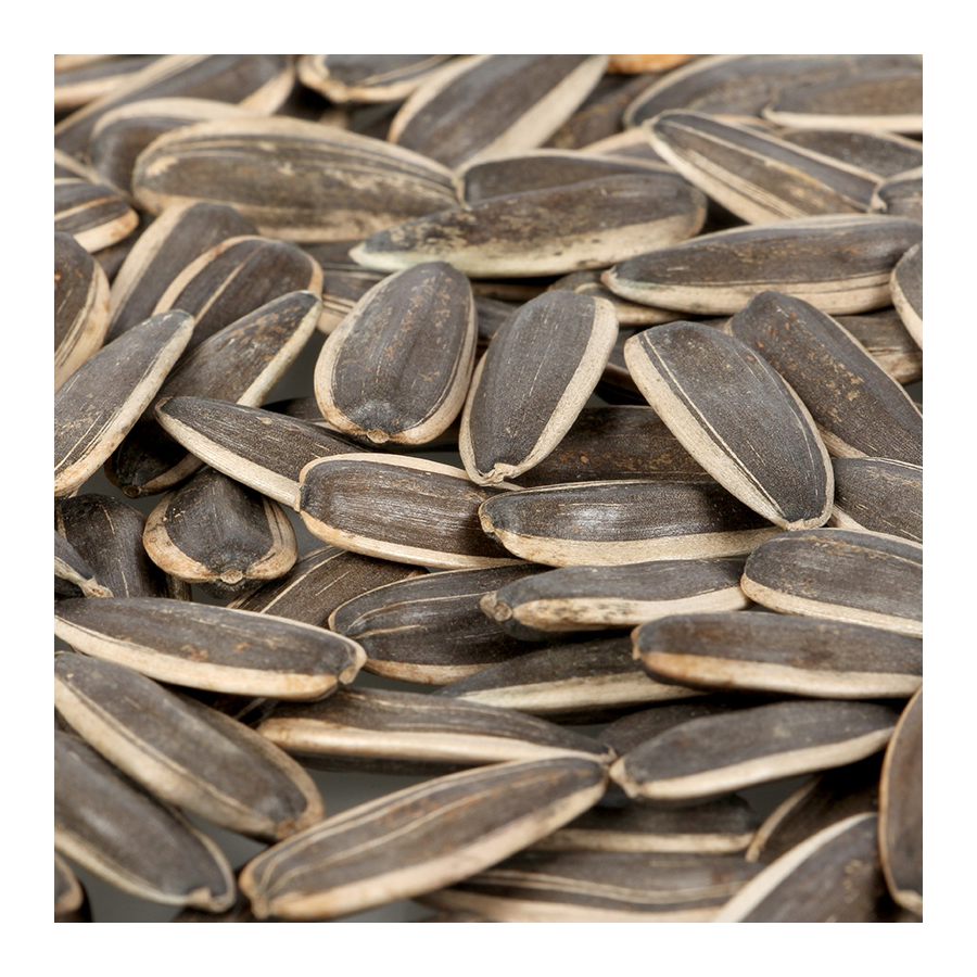 Biggest size sunflower seeds